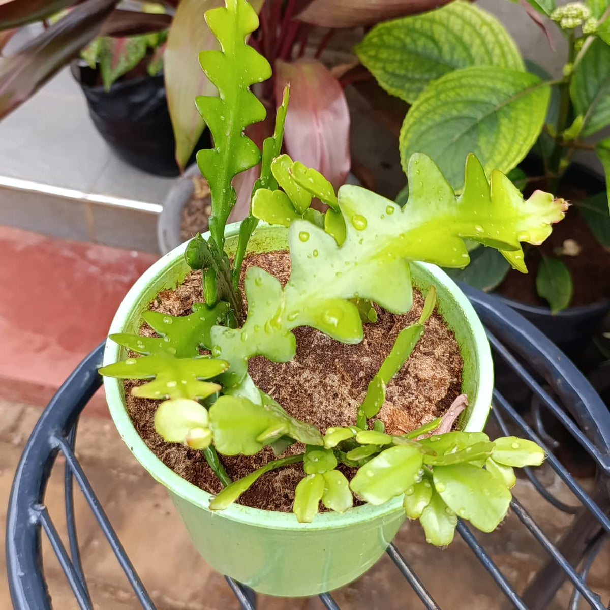 Side view of green branching cactus in a pale green pot