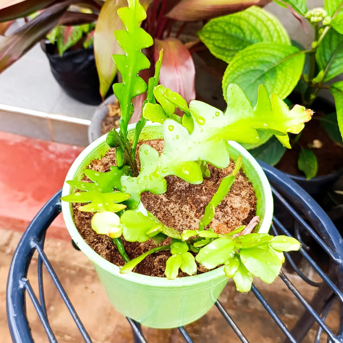 Overhead view of green segmented cactus in a pale green pot