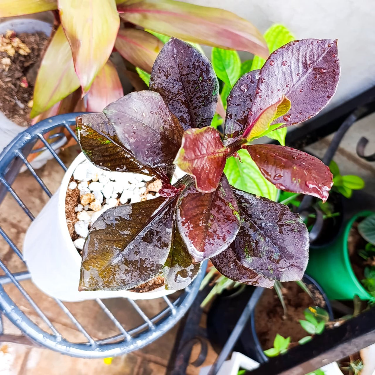 Red African Milk Bush with dark leaves at Jowaki Gardens