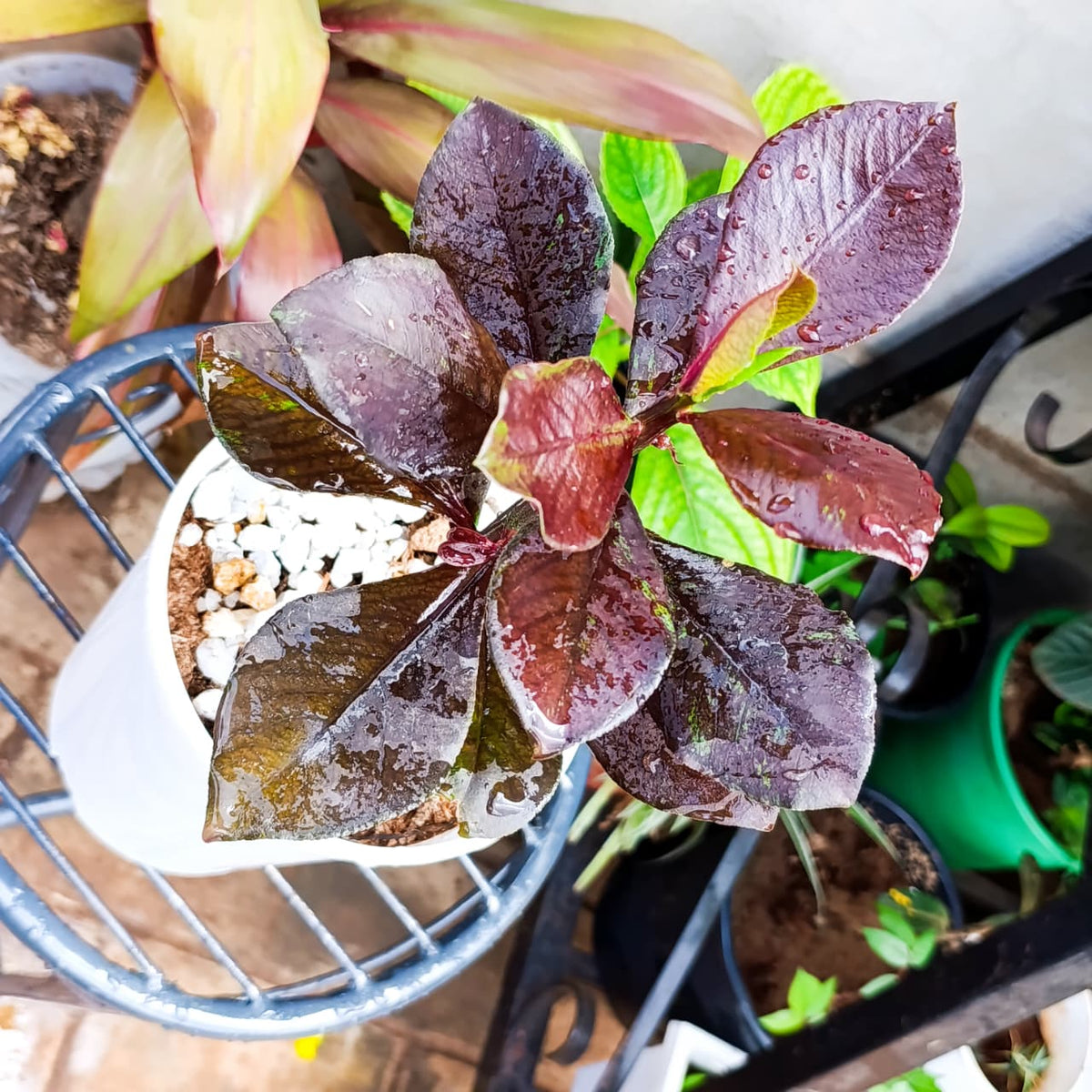Side view of Red African Milk Bush in white pot