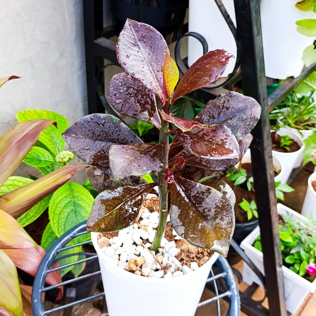 Full potted Red African Milk Bush in a white pot