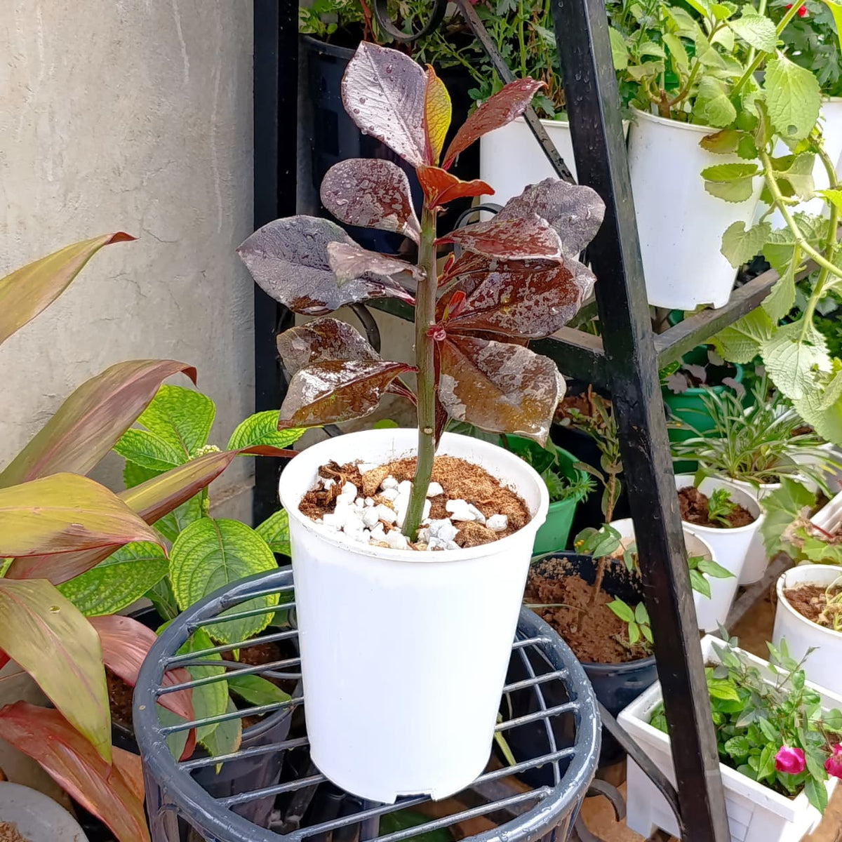 Burgundy foliage of Chameleon Plant from above