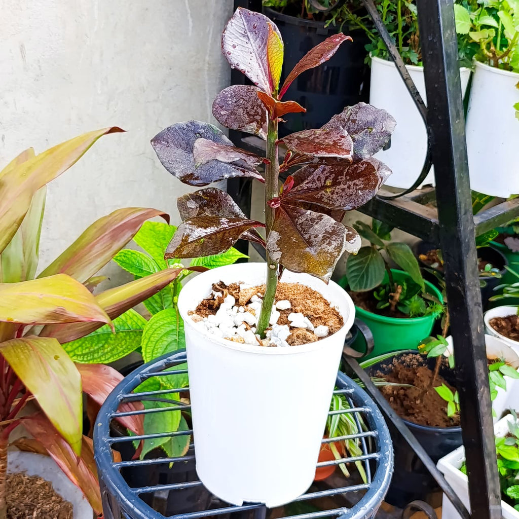 Upright Red African Milk Bush with dark burgundy foliage