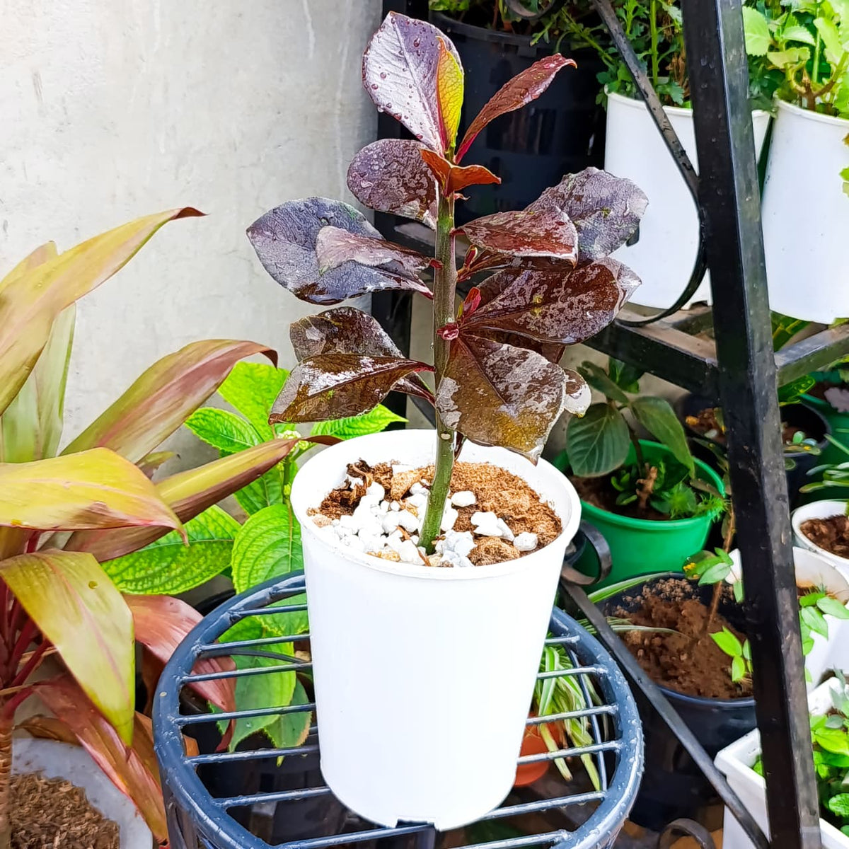 Upright Red African Milk Bush with dark burgundy foliage