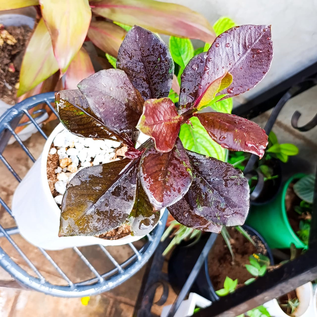 Top view of burgundy Red African Milk Bush leaves in a white pot