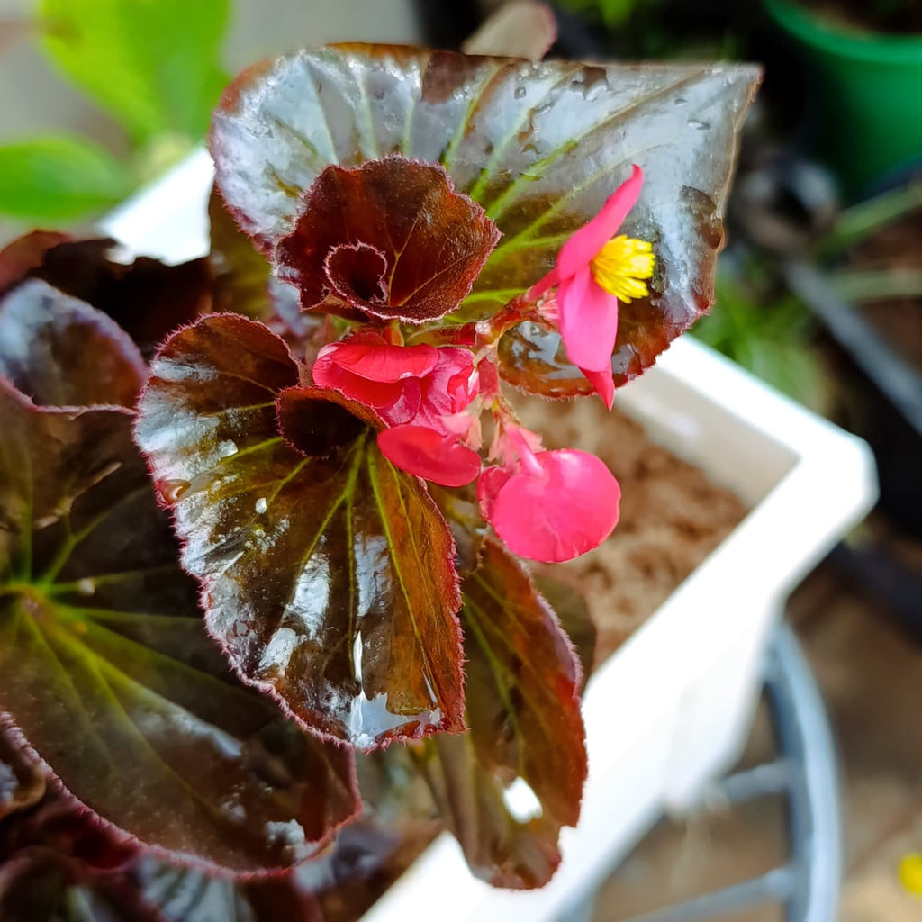 Close-up of pink begonia bloom with yellow centre