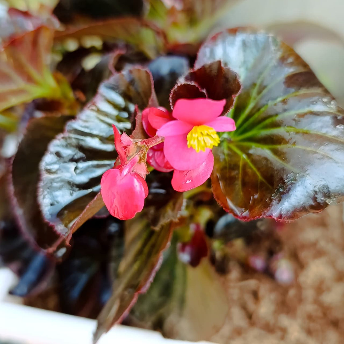 White square planter containing bronze-leaved wax begonia