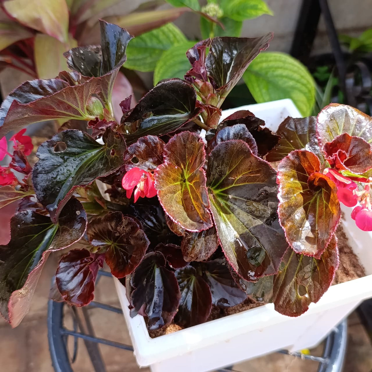 Overhead view of wax begonia with pink flowers