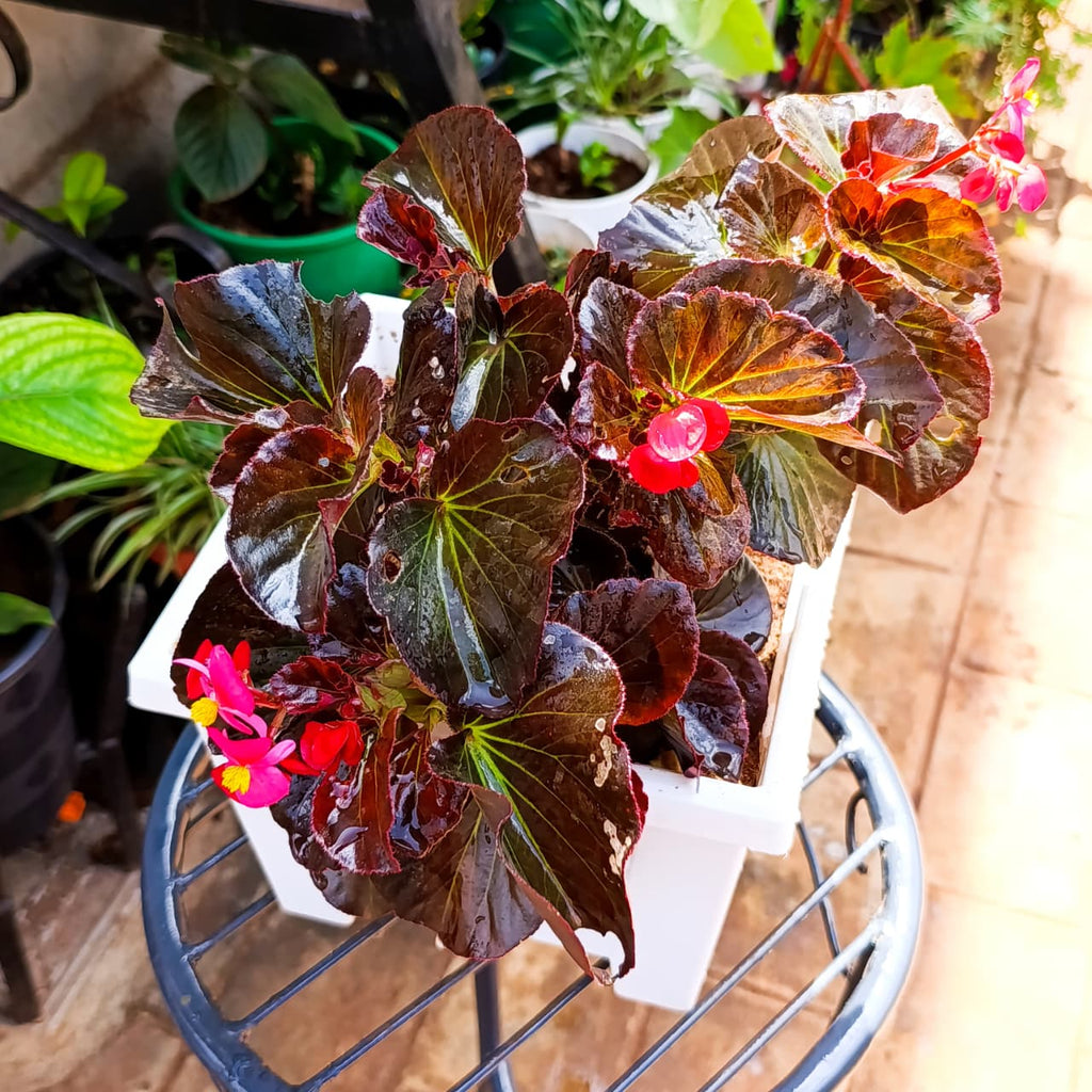 Close-up of pink wax begonia flower and dark glossy leaf
