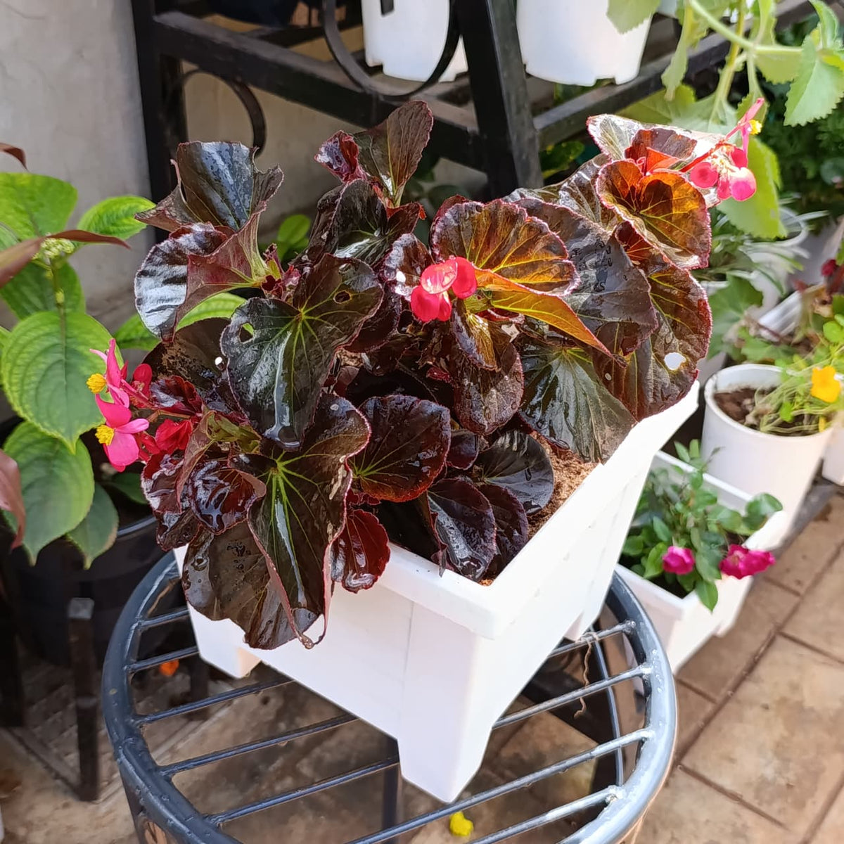 Side view of pink-flowering wax begonia in square white planter