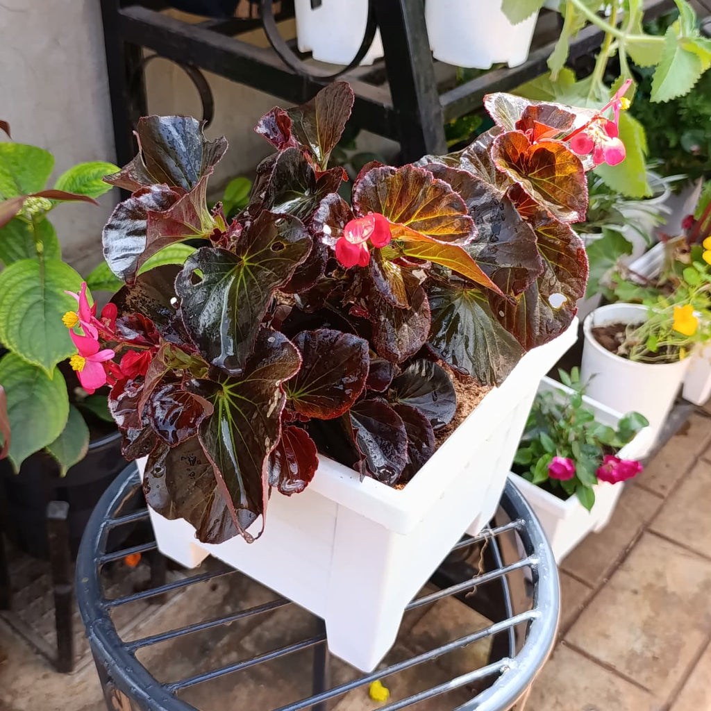 Wax begonia in white square planter on garden table