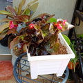 Pink wax begonia flowers and bronze leaves in a white square planter