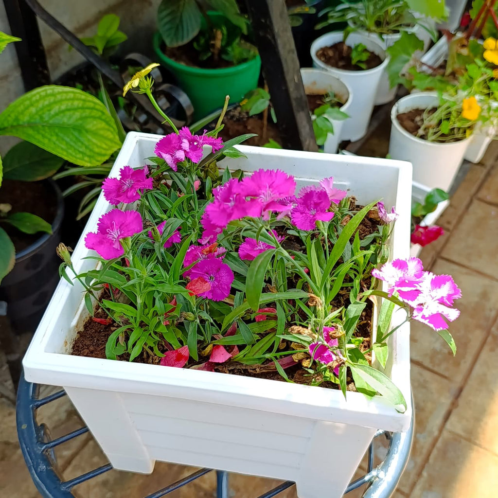 Front view of white square planter with Dianthus flowers