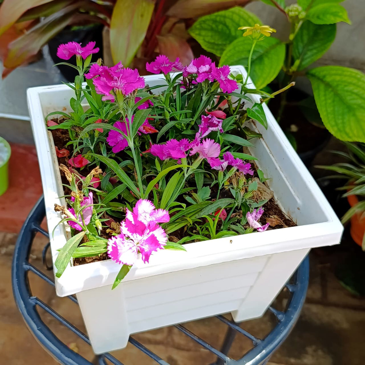 Overhead view of Dianthus pink blooms and narrow leaves