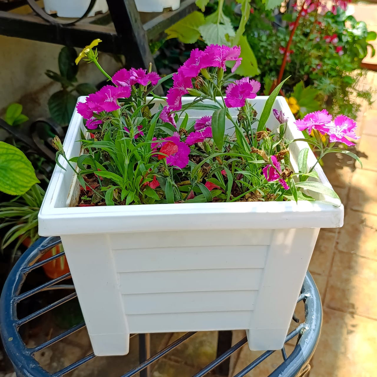 Angled view of pink and white Dianthus in white planter