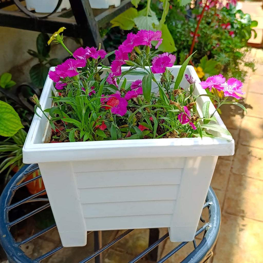 Pink Dianthus flowers in a white square planter