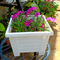 Pink Dianthus flowers in a white square planter