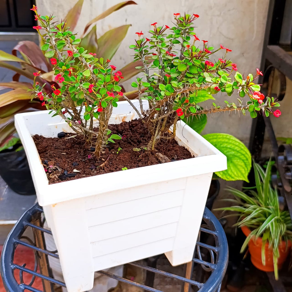 Side view of Crown of Thorns planted in square white container
