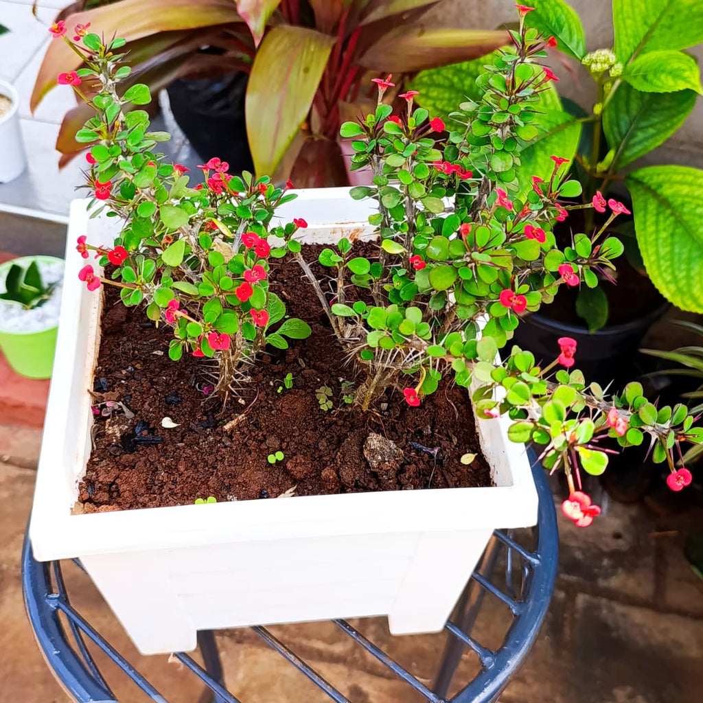 Crown of Thorns stems, leaves and red flowers in white planter