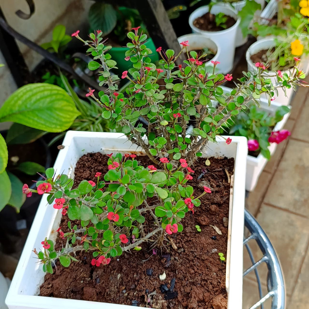 Overhead view of thorny Euphorbia milii with red flowers
