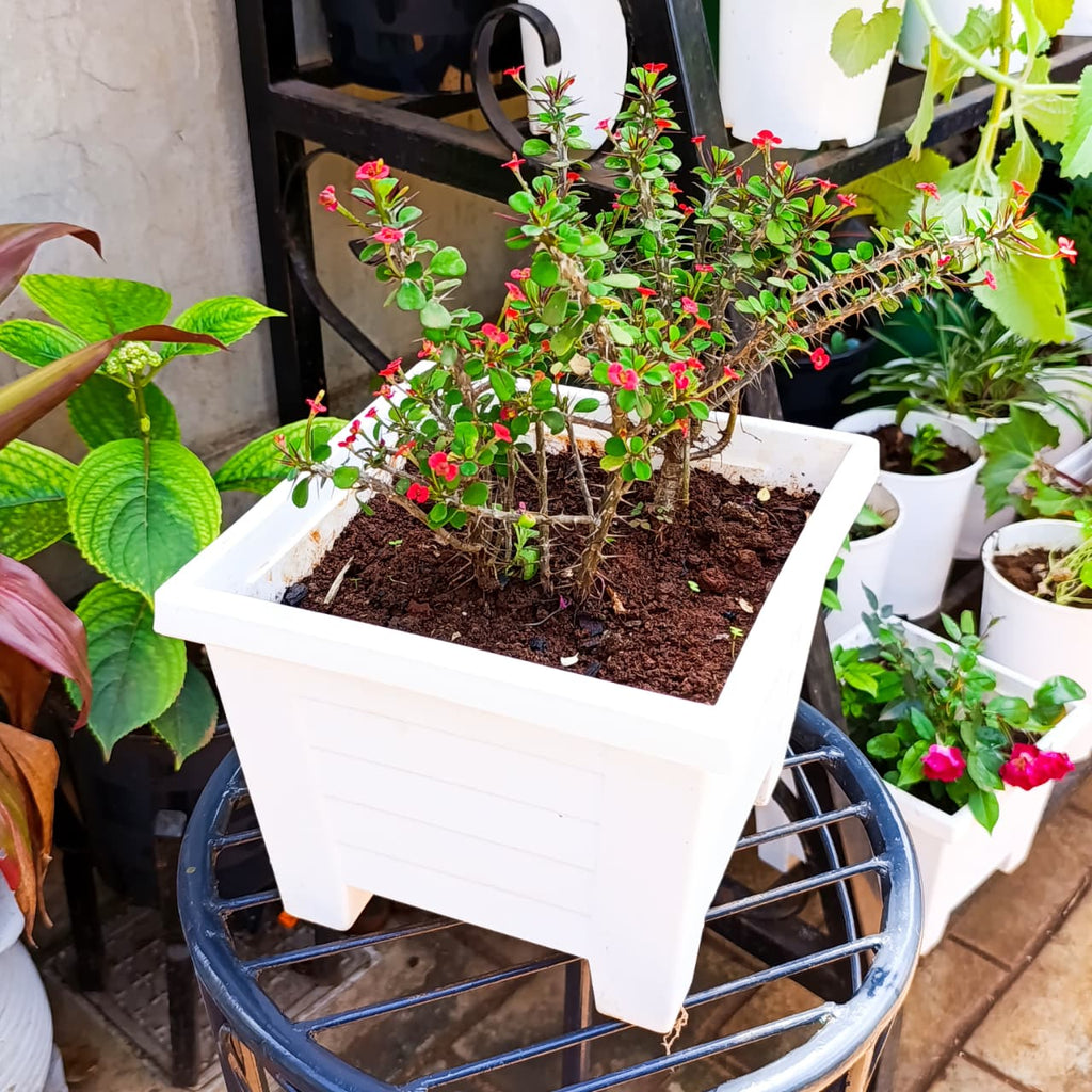 Crown of Thorns with red flowers in white square planter