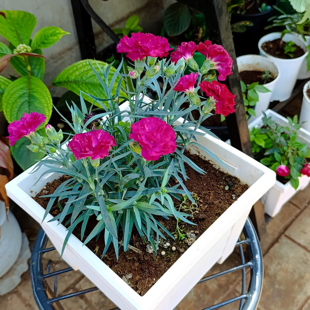 Full white square planter with magenta Dianthus flowers