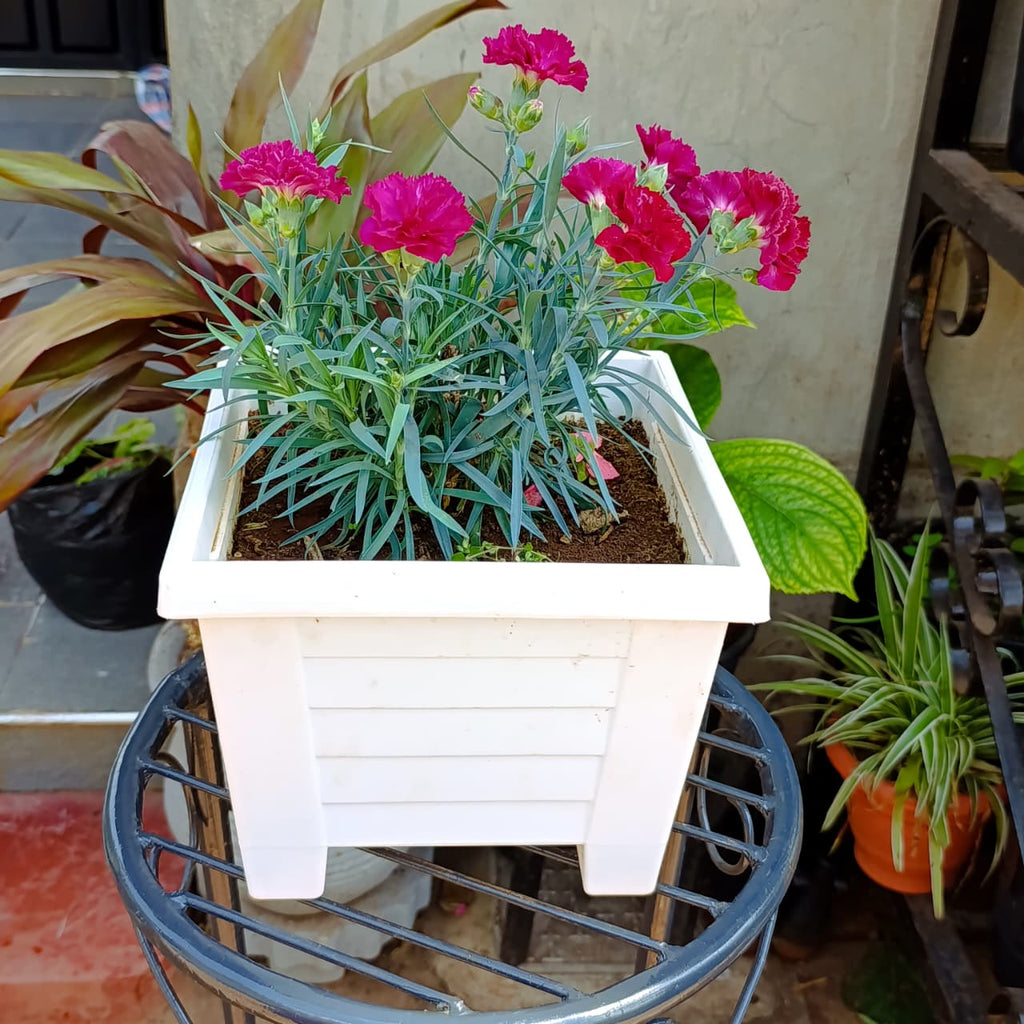 Angled view of magenta pink Dianthus flowers in square planter