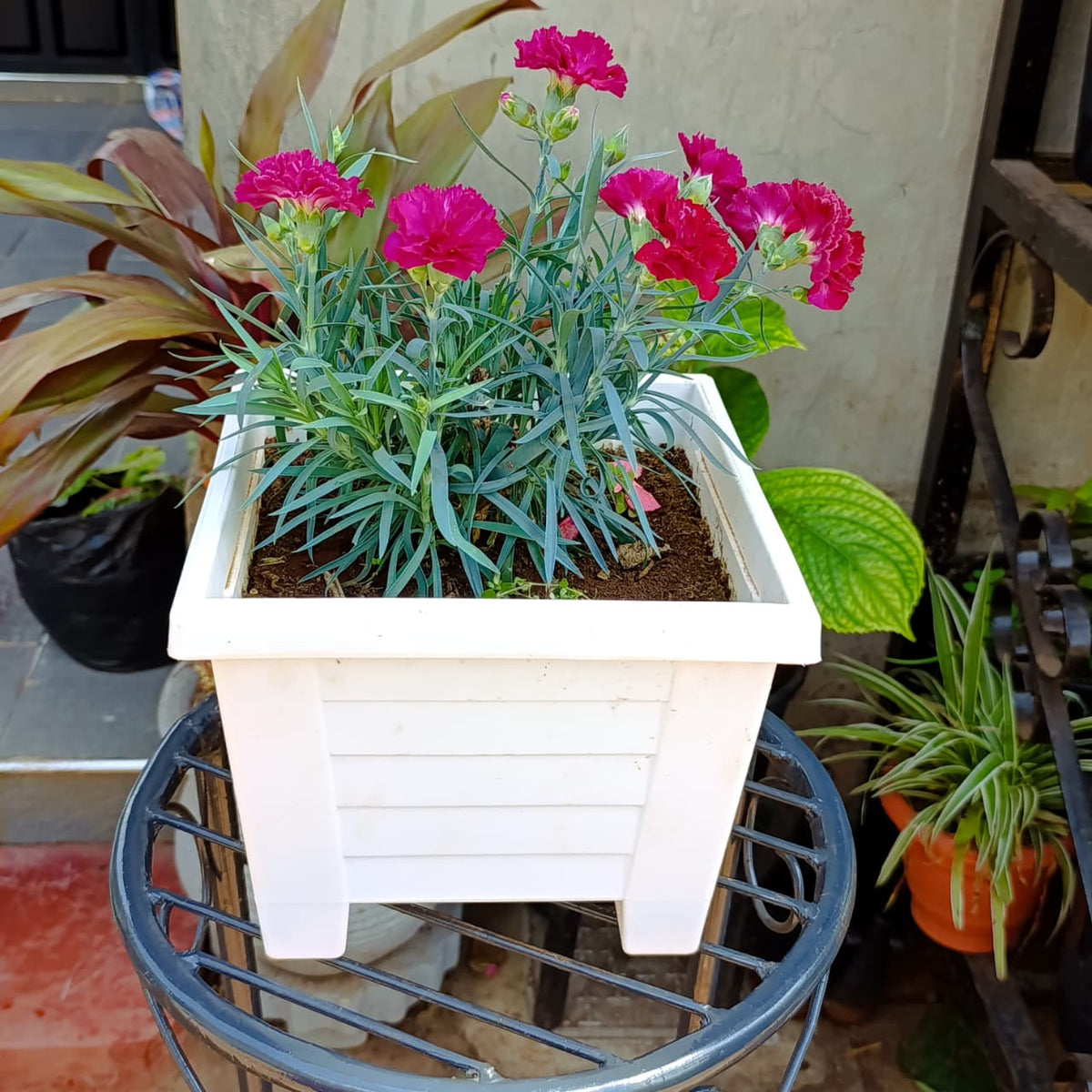 Angled view of magenta pink Dianthus flowers in square planter