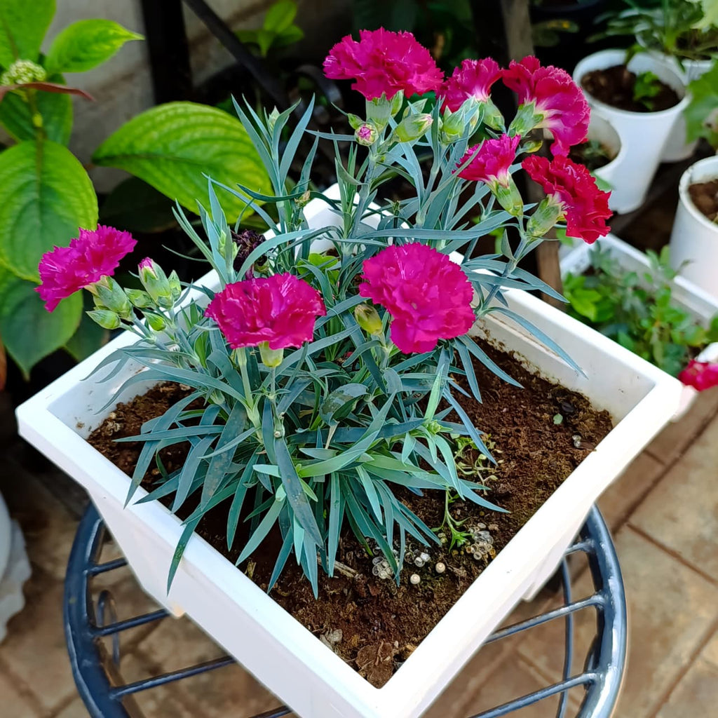 Close view of magenta Dianthus and blue-green leaves
