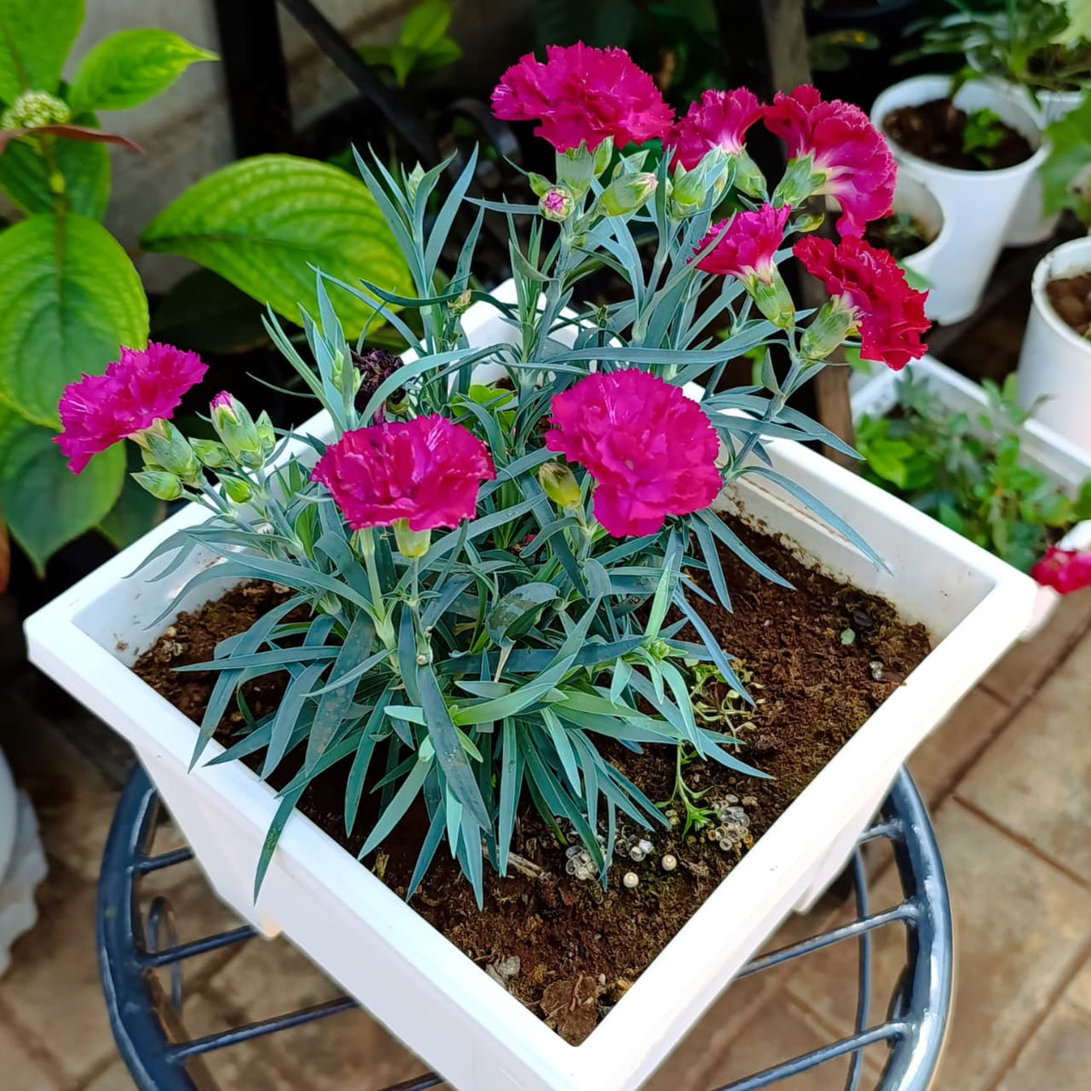 Close view of magenta Dianthus and blue-green leaves