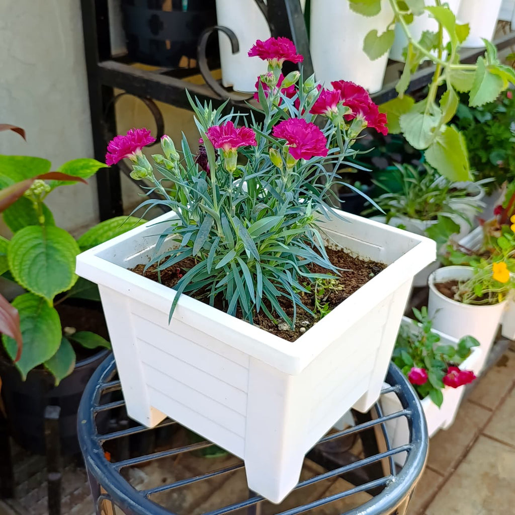Magenta Dianthus blooms in a white square planter