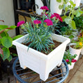 Magenta Dianthus blooms in a white square planter