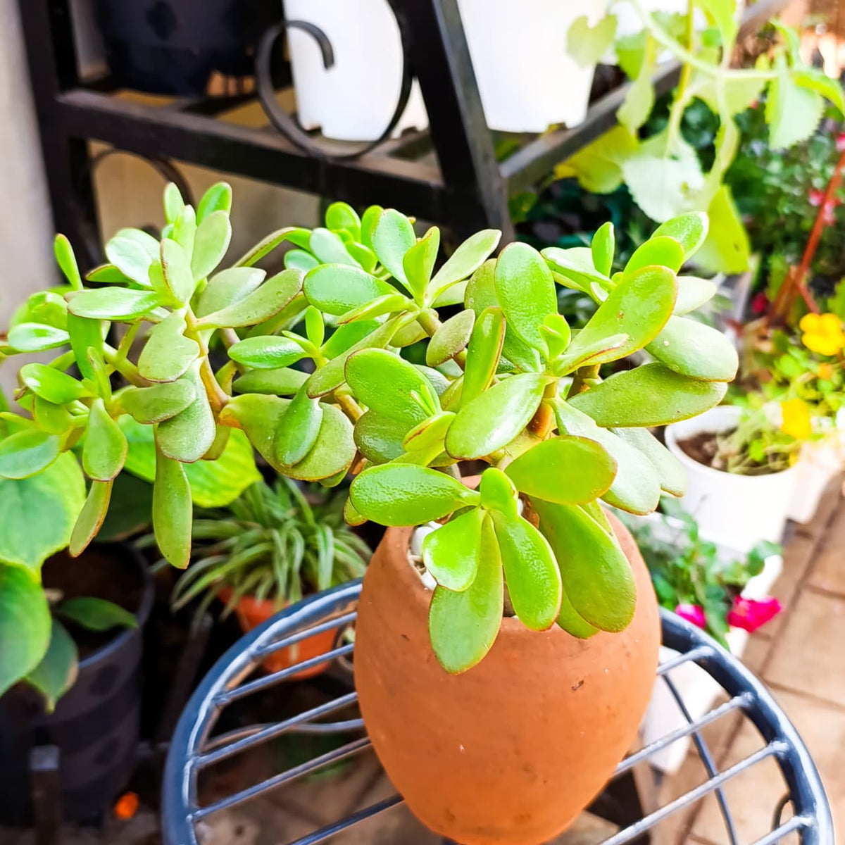 Jade plant green leaves above a 1-litre clay pot