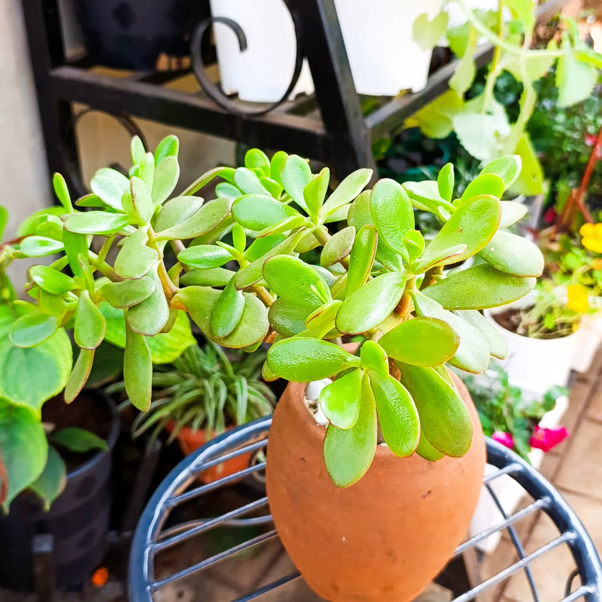 Branching jade succulent planted in terracotta clay pot