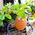 Close view of fleshy green jade plant leaves and clay pot