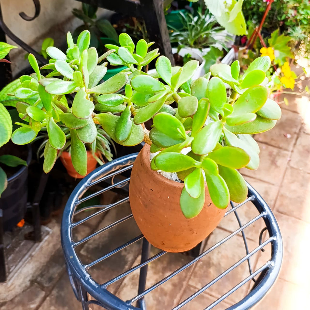 Jade plant in 1-litre clay pot on a garden table