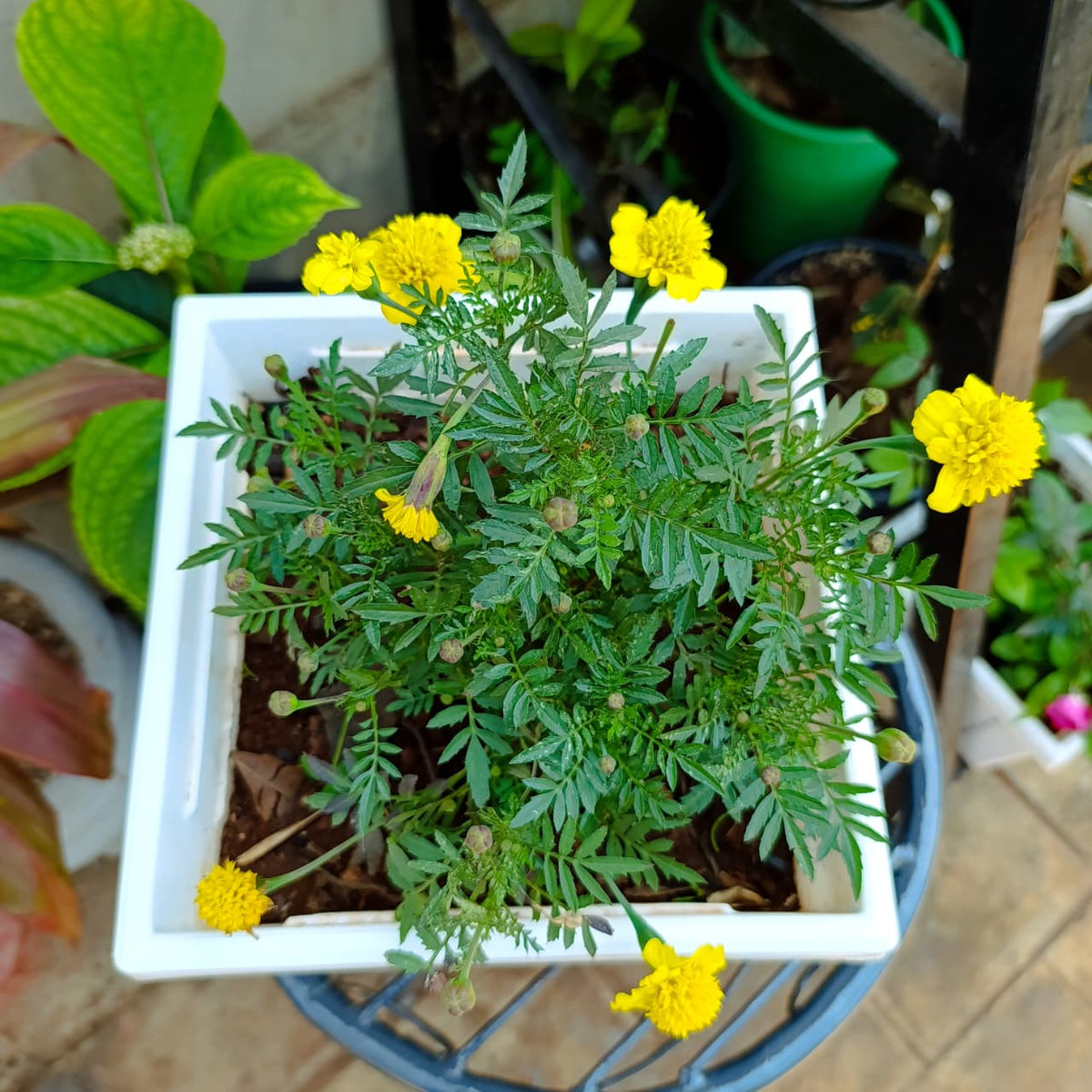 Side view of yellow marigold in a white square planter