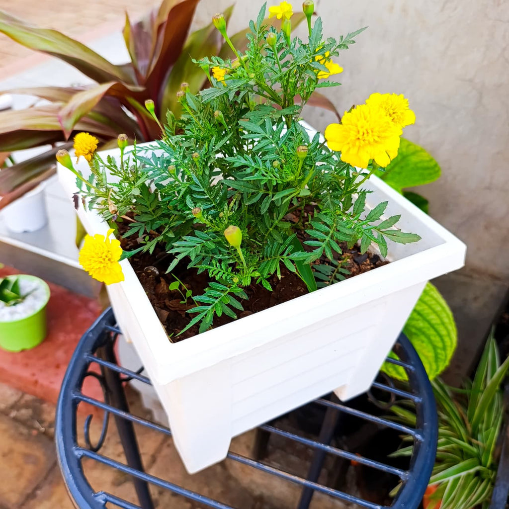 Marigold green foliage and yellow blooms viewed from above