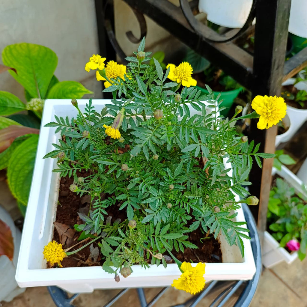 Yellow Tagetes marigold in white square planter