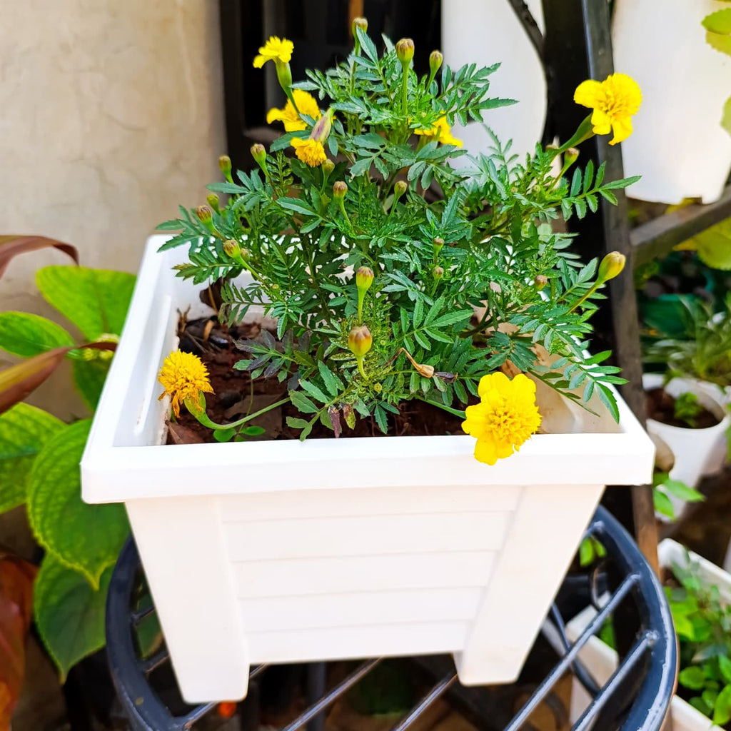 Overhead view of yellow marigold flowers in white square planter