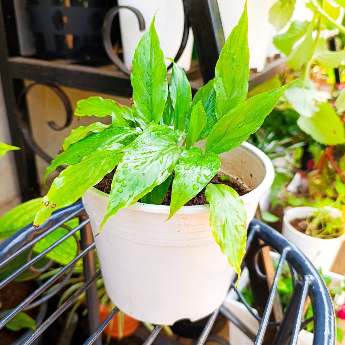 Top view of young Peace Lily plant in white container
