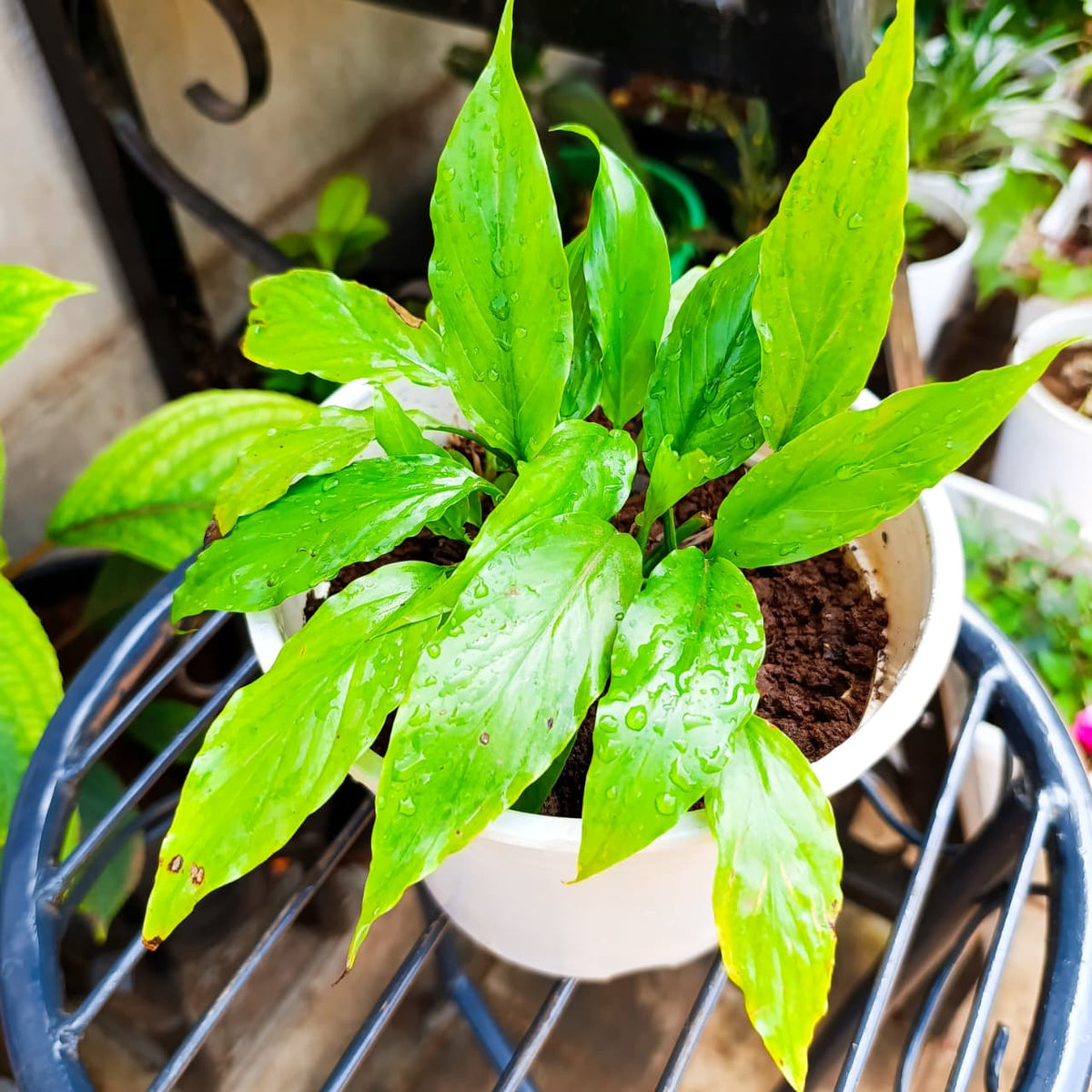 Overhead view of Peace Lily foliage and potting soil