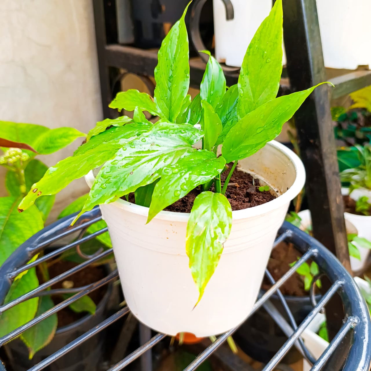 Potted Spathiphyllum with fresh green foliage