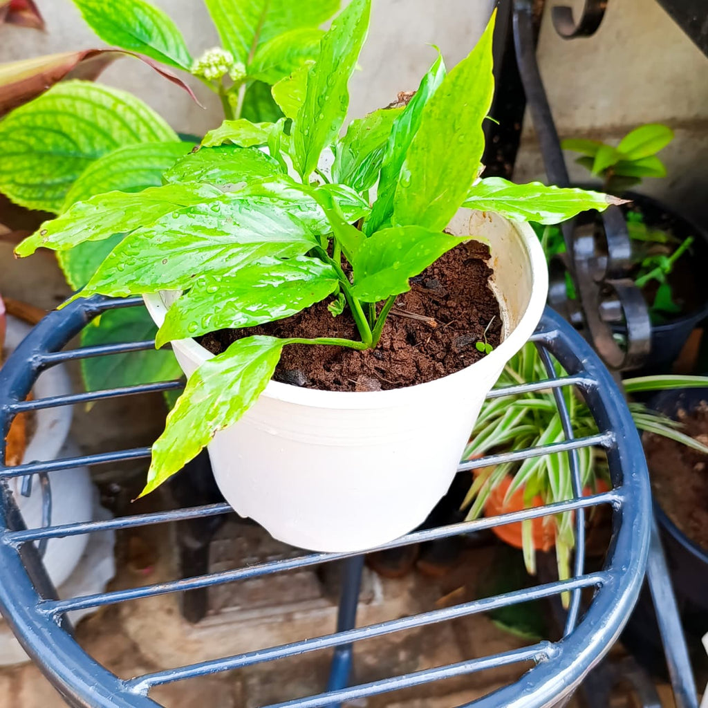 Close view of Peace Lily leaves in white pot