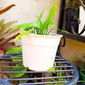 Young Peace Lily plant with green leaves in white pot