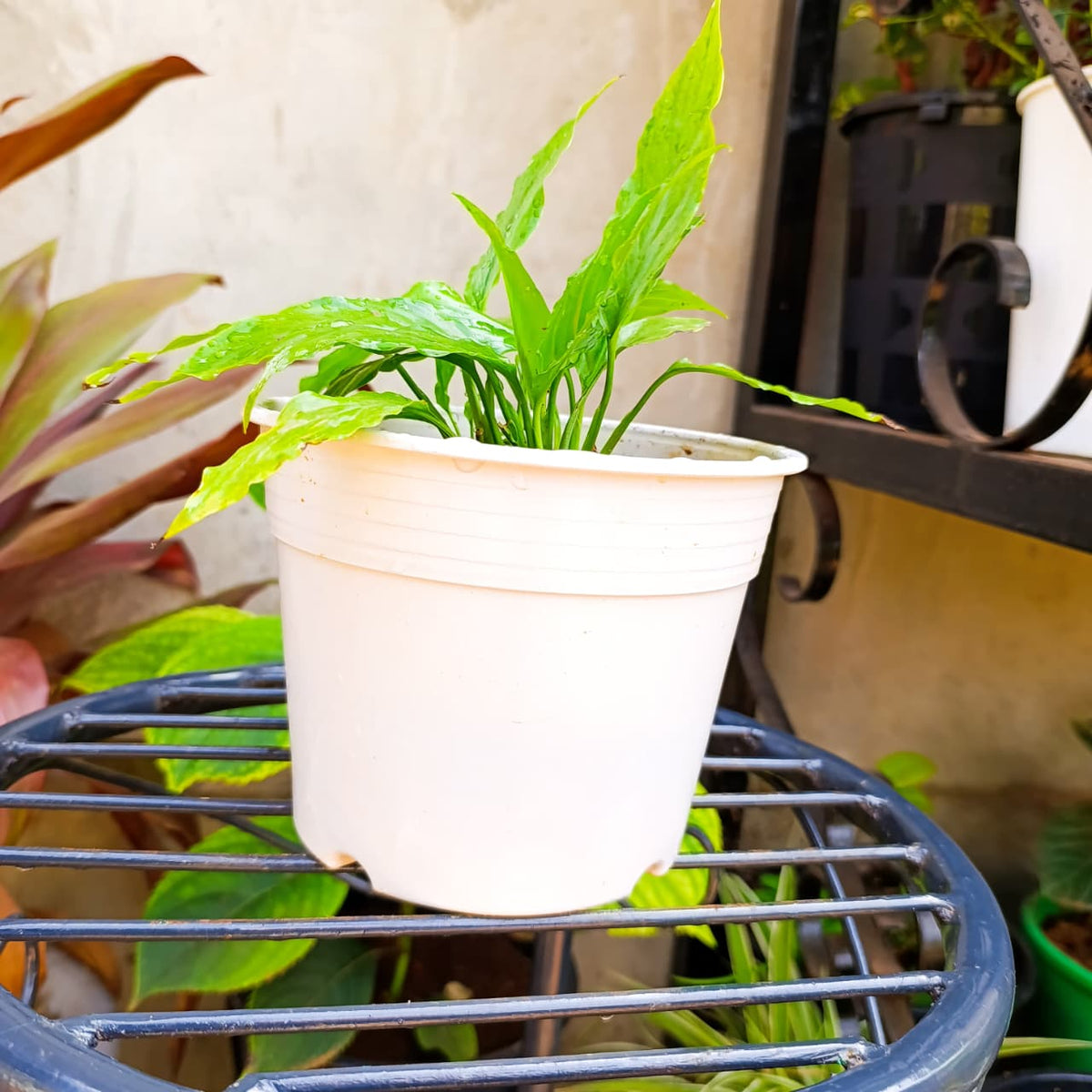 Young Peace Lily plant with green leaves in white pot
