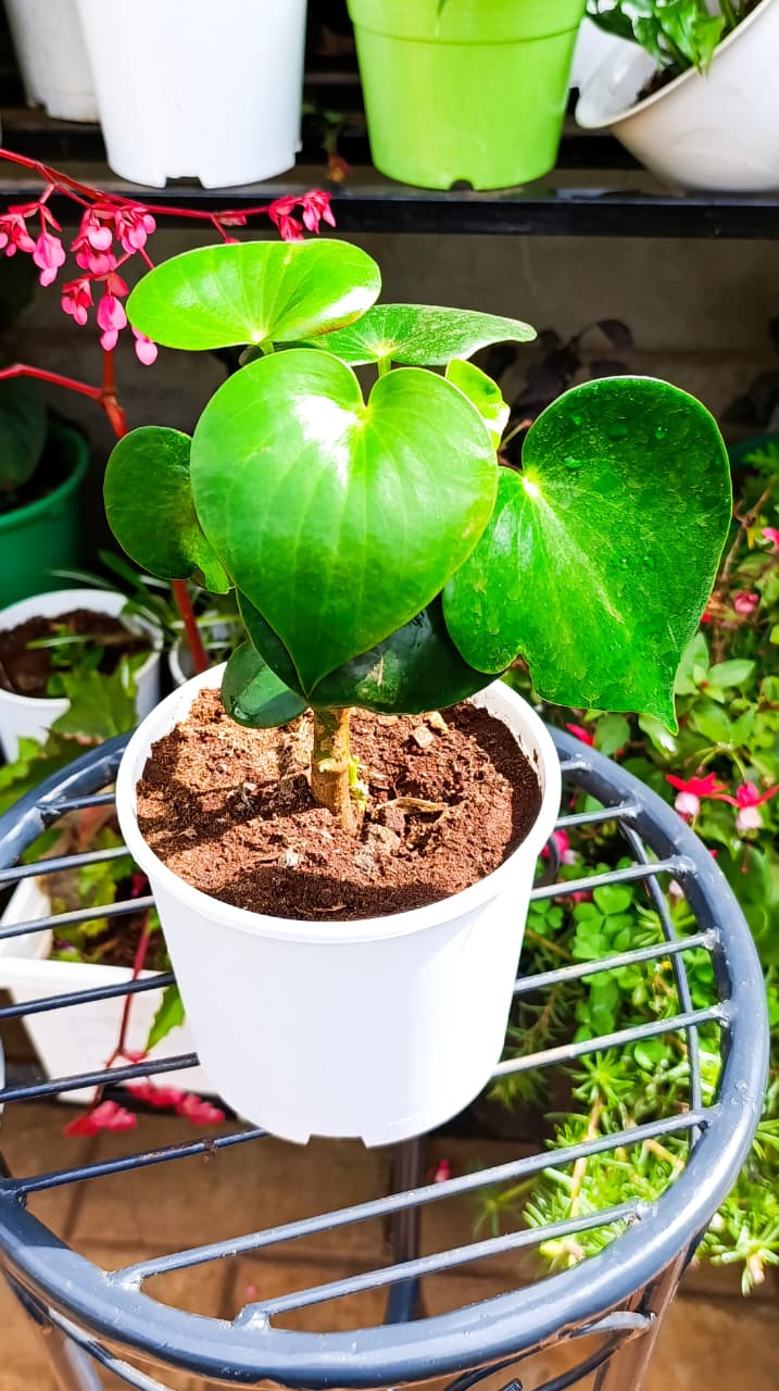 Chinese Money Plant in 1 Litre Planter