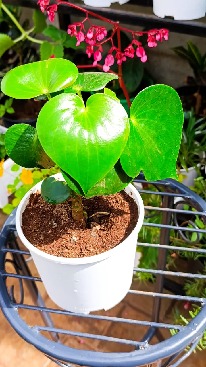 Chinese Money Plant in 1 Litre Planter