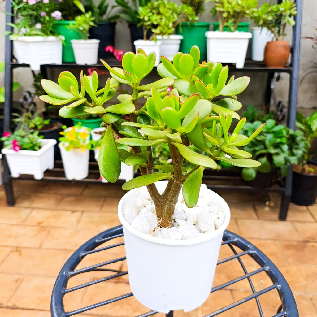 Jade Plant in 1 Litre Planter