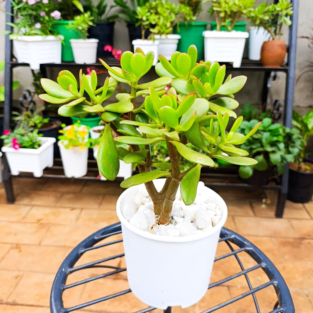 Jade Plant in 1 Litre Planter